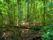 27 Rainforest trail