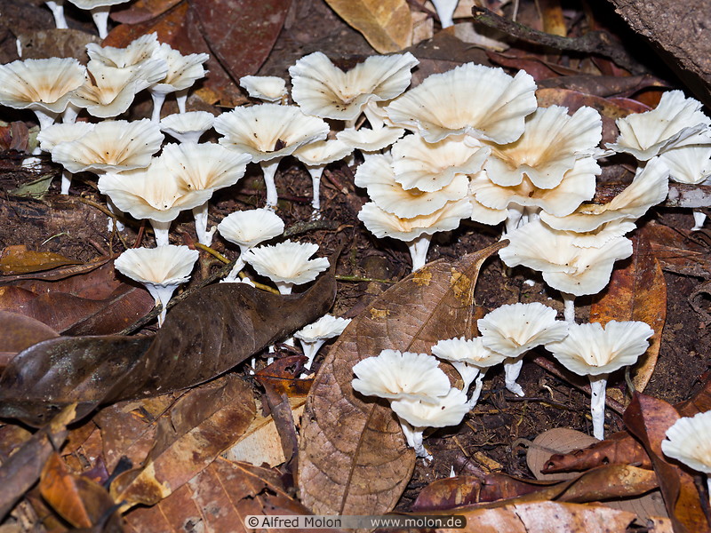 02 White mushrooms