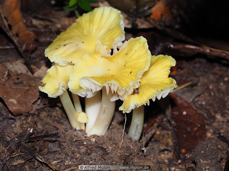 10 Yellow mushrooms
