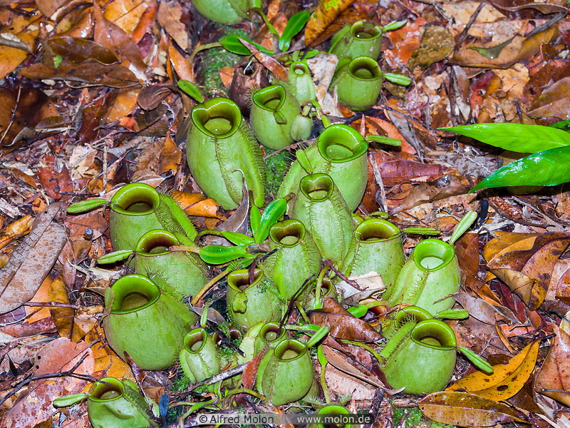11 Nepenthes pitcher plants