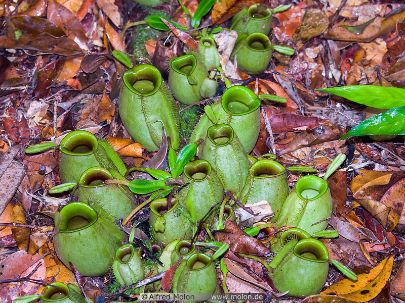 12 Green pitcher plants