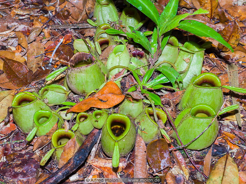 13 Nepenthes pitcher plants