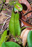 01 Nepenthes hirsuta pitcher plant