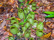 11 Nepenthes pitcher plants