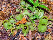 13 Nepenthes pitcher plants