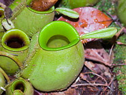 17 Green pitcher plants