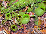18 Nepenthes pitcher plants
