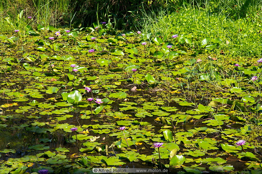02 Pond with water lilies
