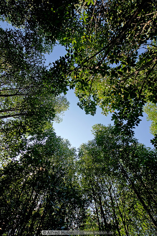 12 Rainforest canopy