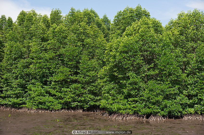 19 Mangroves on swamp