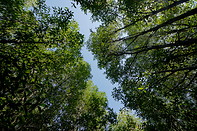 09 Rainforest canopy