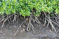 17 Mangrove roots