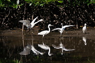 24 White herons