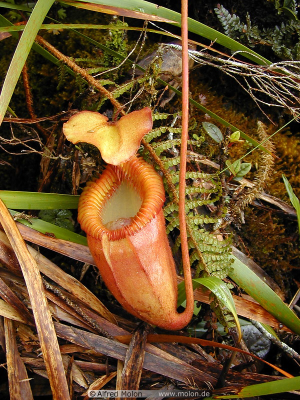 23 Nepenthes (Pitcher plant)