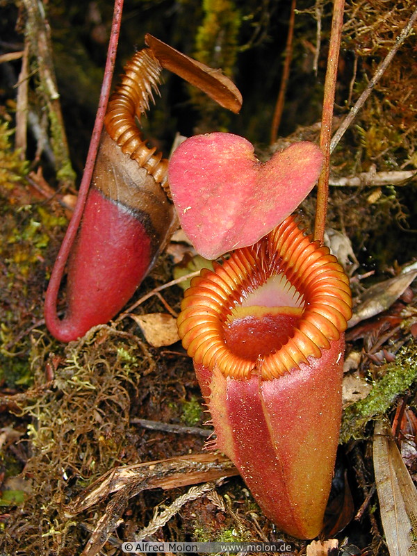 24 Nepenthes (Pitcher plant)