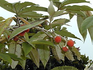 21 Raspberry plant