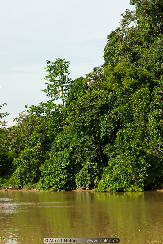 12 Riverbank with dense jungle