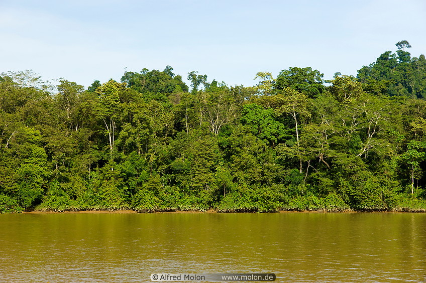 15 Riverbank with dense jungle