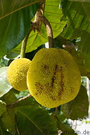 06 Jackfruit tree