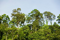 09 Jungle treetops