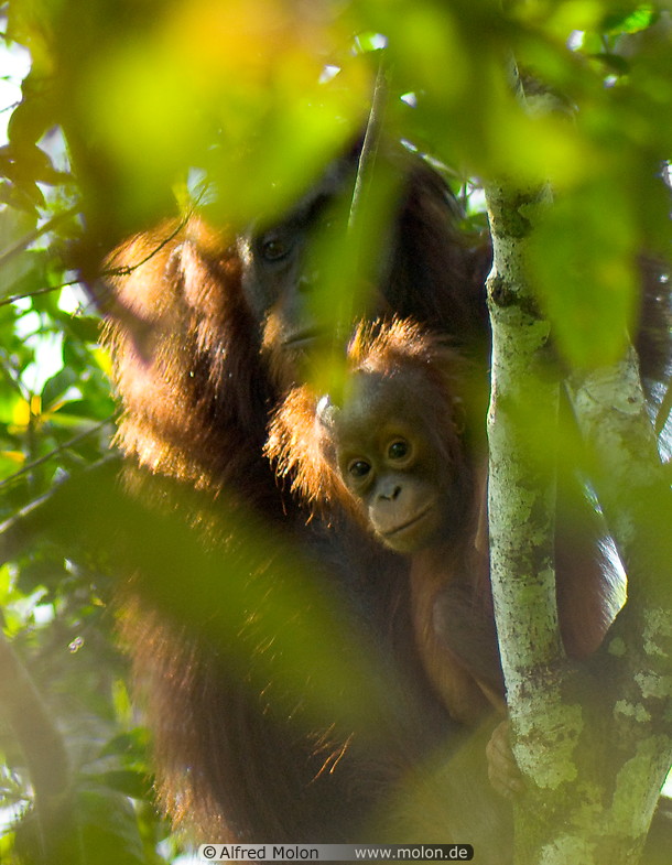 01 Orangutan mother with baby
