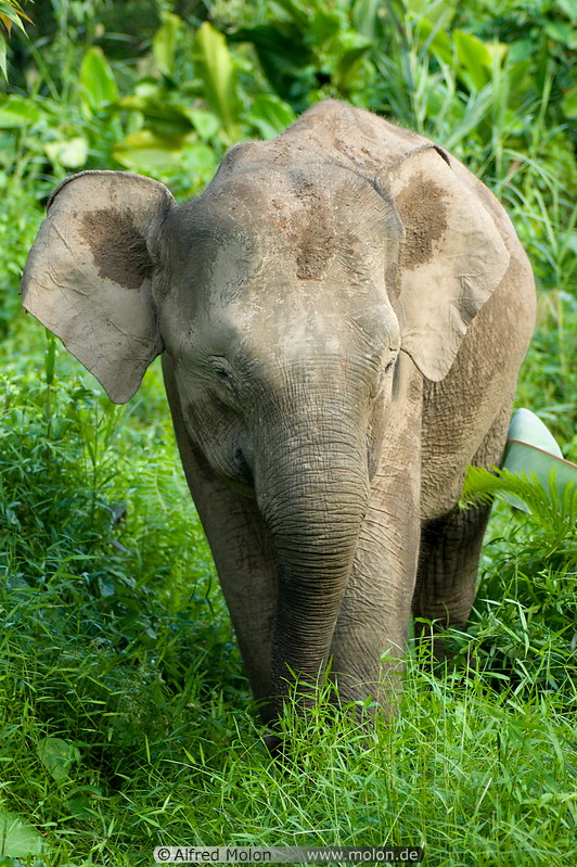 03 Borneo pygmy elephant