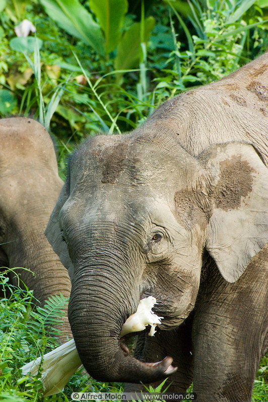 07 Borneo pygmy elephants feeding