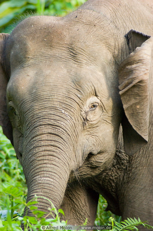 12 Borneo pygmy elephant