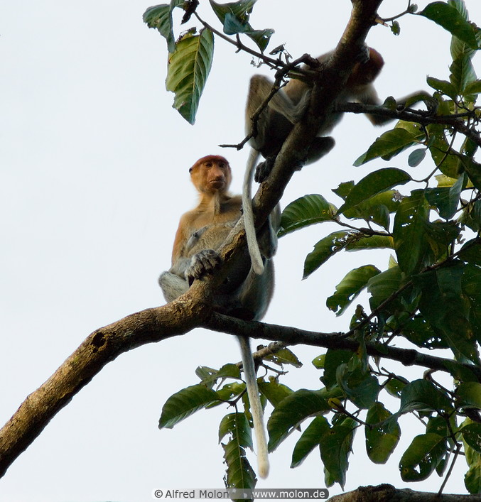 15 Female proboscis monkey