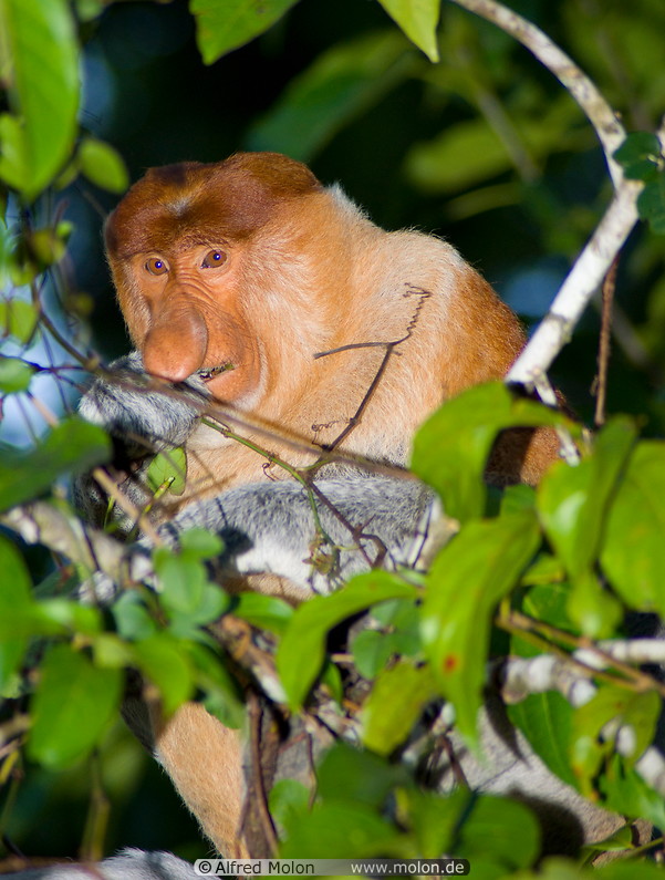 18 Male proboscis monkey
