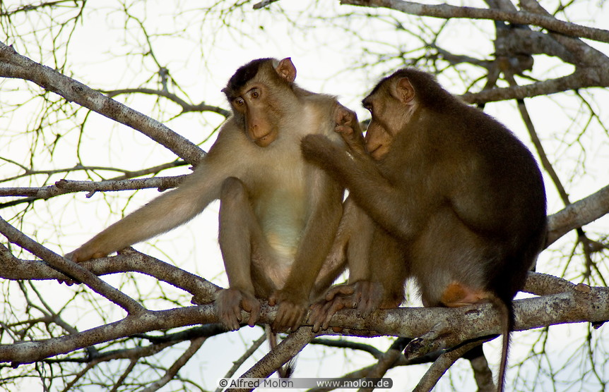 21 Macaque monkeys cleaning each other