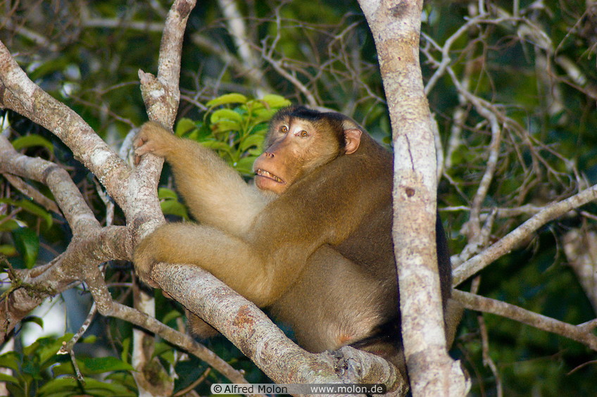 22 Macaque monkey