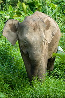 03 Borneo pygmy elephant