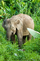 05 Borneo pygmy elephant
