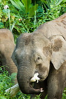 07 Borneo pygmy elephants feeding