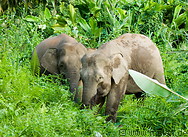08 Borneo pygmy elephants