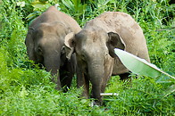 09 Borneo pygmy elephants