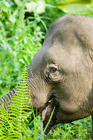 11 Borneo pygmy elephant