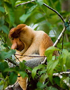 17 Male proboscis monkey