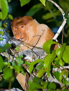 18 Male proboscis monkey