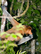 20 Male proboscis monkey