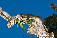 23 Monitor lizard resting on tree