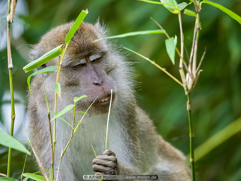 03 Macaque monkey