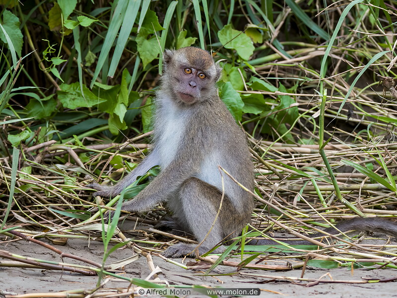 06 Macaque monkey