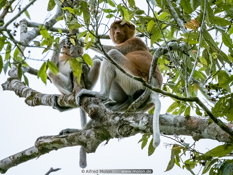 27 Female proboscis monkey