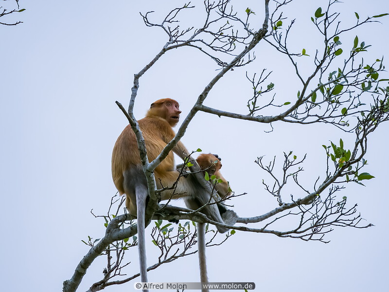 33 Female proboscis monkey
