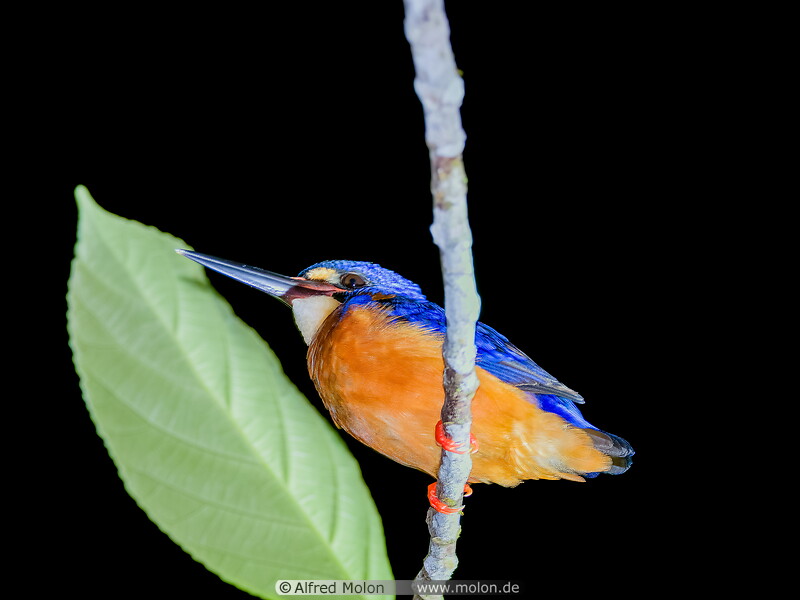 36 Azure kingfisher