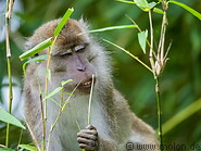 03 Macaque monkey