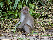 06 Macaque monkey