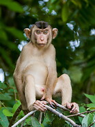 09 Macaque monkey